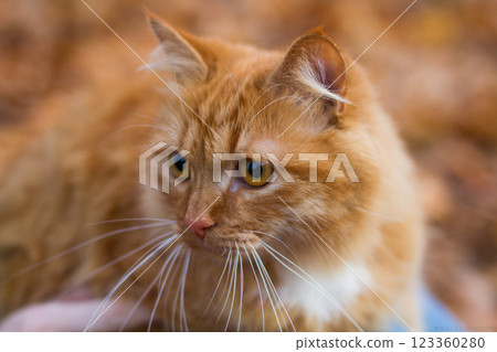 close-up portrait of a beautiful red cat 123360280
