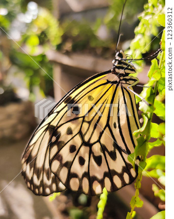 beautiful colorful butterfly in the garden on a flower beautiful colorful butterfly in the garden on a flower 123360312