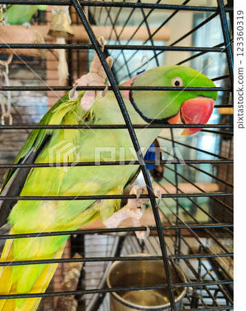 A large ringed parrot sits closed in a cage A large ringed parrot sits closed in a cage 123360319