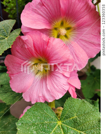 close-up of a beautiful flowerMallow in the garden 123360358