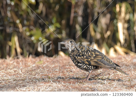 Thrush that got off to the ground Thrush that got off to the ground 123360400