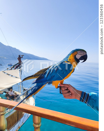 a large yellow-blue macaw parrot sits on a hand 123360456