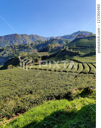 beautiful mountain landscape of bushes on tea plantations 123360460