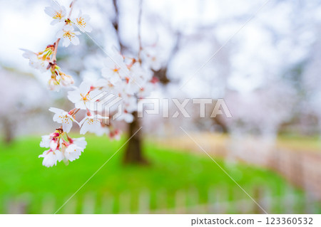 Photographing the Konoe cherry blossoms at the Kyoto Imperial Palace in full bloom in spring in Kamigyo Ward, Kyoto City 123360532
