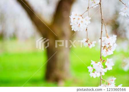 Photographing the Konoe cherry blossoms at the Kyoto Imperial Palace in full bloom in spring in Kamigyo Ward, Kyoto City Photographing the Konoe cherry blossoms at the Kyoto Imperial Palace in full bloom in spring in Kamigyo Ward, Kyoto City 123360566