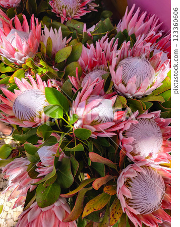 close-up of a bouquet of beautiful Protea giant flowers in the garden close-up of a bouquet of beautiful Protea giant flowers in the garden 123360606