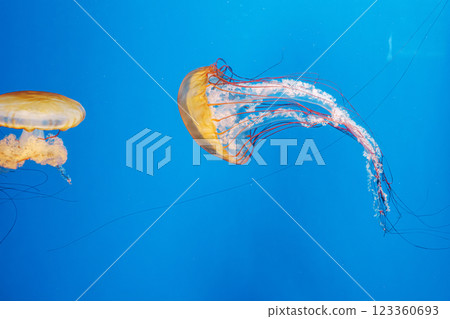 underwater photography jellyfish Chrysaora fuscescens, Pacific sea nettle, West Coast sea nettle underwater photography jellyfish Chrysaora fuscescens, Pacific sea nettle, West Coast sea nettle 123360693