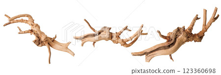 set old dry driftwood tree branch on an isolated white background 123360698