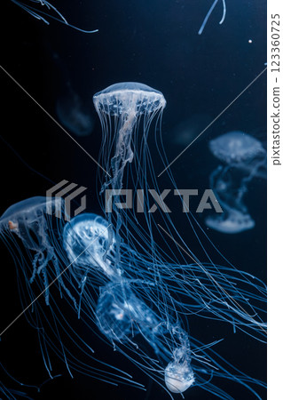 underwater photos of atlantic sea nettle jellyfish chrysaora quinquecirrha underwater photos of atlantic sea nettle jellyfish chrysaora quinquecirrha 123360725