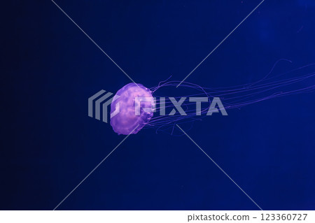 underwater photos of jellyfish chrysaora quinquecirrha jellyfish the atlantic sea nettle underwater photos of jellyfish chrysaora quinquecirrha jellyfish the atlantic sea nettle 123360727