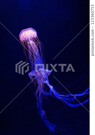 underwater photography jellyfish Chrysaora pacifica, Japanese sea nettle jellyfish underwater photography jellyfish Chrysaora pacifica, Japanese sea nettle jellyfish 123360753