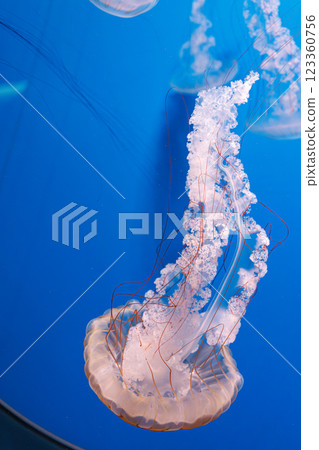 underwater photography jellyfish Chrysaora plocamia, South American sea nettle 123360756