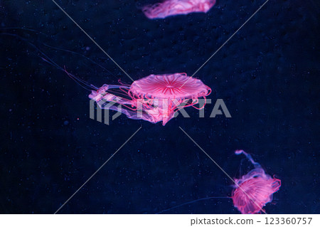 underwater photography jellyfish chrysaora melanaster, Northern Sea Nettle or brown jellyfish 123360757