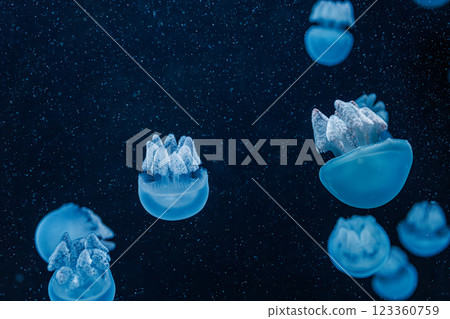 underwater photography jellyfish Blue Blubber Jelly, Catostylus mosaicus underwater photography jellyfish Blue Blubber Jelly, Catostylus mosaicus 123360759