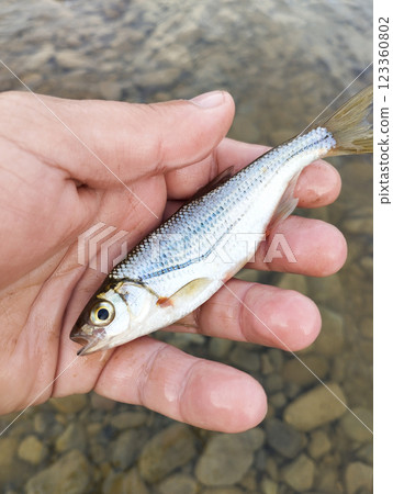 fisherman caught river fish holding in his hand 123360802
