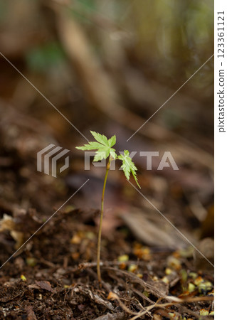 Maple sprout 123361121