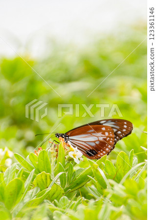 The Monarch Butterfly of Himeshima, Oita Prefecture The Monarch Butterfly of Himeshima, Oita Prefecture 123361146