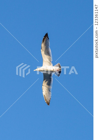 seagull seagull 123361147