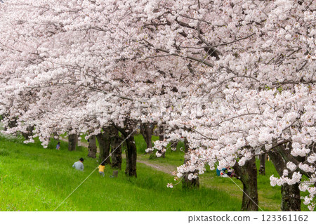Cherry blossoms, tree-lined street, cherry blossom viewing 123361162