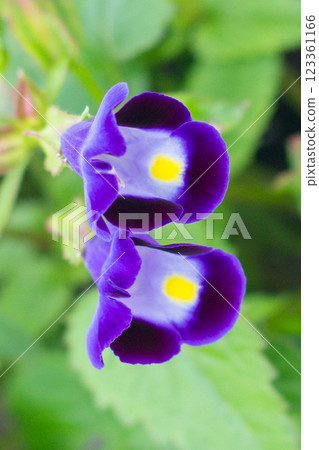 Torenia Torenia 123361166