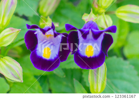 Torenia Torenia 123361167