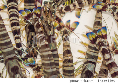 Prawn prawn Prawn prawn 123361169