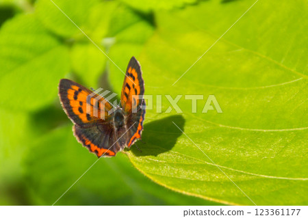 Lycaena phlaeas 123361177