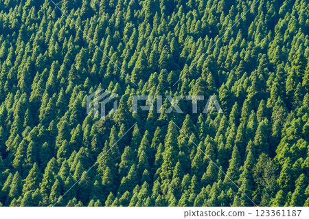 鮮綠杉山 鮮綠杉山 123361187