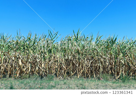 Corn field crop Corn field crop 123361341