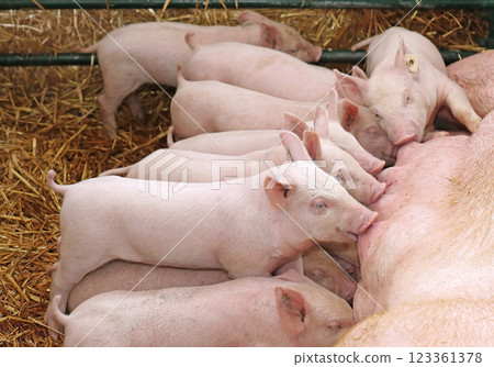 Small piglets suckling milk in farm Small piglets suckling milk in farm 123361378