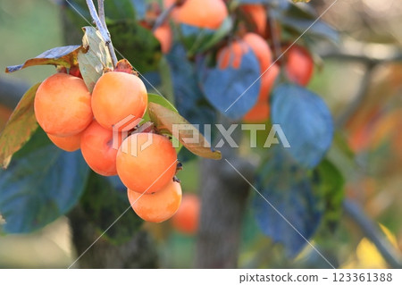 Fully ripe persimmons, ripe persimmons, colored persimmons 123361388