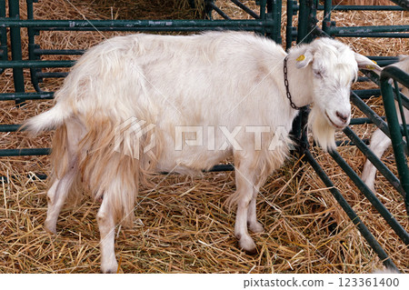 Goat on hay in a barn Goat on hay in a barn 123361400
