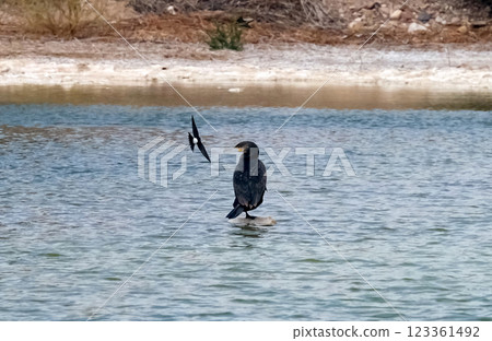 Great Cormorant (Phalacrocorax carbo) and collared sand martin (Riparia riparia) Great Cormorant (Phalacrocorax carbo) and collared sand martin (Riparia riparia) 123361492