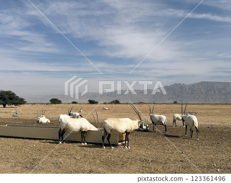 A herd of scimitar oryx (Oryx dammah) in the Yotvata Hai-Bar Nature Reserve A herd of scimitar oryx (Oryx dammah) in the Yotvata Hai-Bar Nature Reserve 123361496