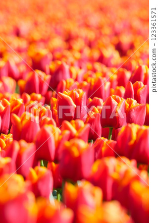 Tulips as a background. Field. Blooming season.  Colors as background and wallpaper. 123361571
