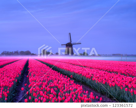 Windmill and flowers in the Netherlands. Field with tulips during blooming time. 123361572