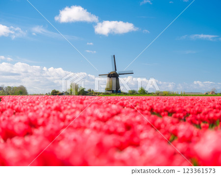 Windmill and flowers in the Netherlands. Field with tulips during blooming time. Windmill and flowers in the Netherlands. Field with tulips during blooming time. 123361573