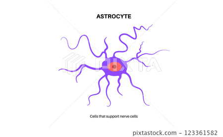 Astrocyte star cells 123361582