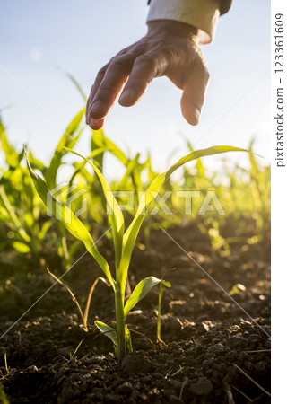 Businessman holding his hand above a young maize plant 123361609