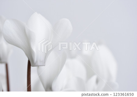 Garden cyclamen 123361650