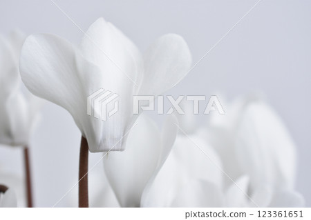 Garden cyclamen 123361651