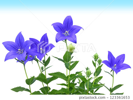 Bellflower flower blue sky image A3 (fixed photo) 123361653