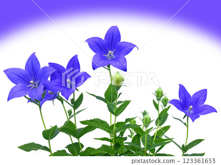 Bellflower purple image A3 (Fix photo) Bellflower purple image A3 (Fix photo) 123361655