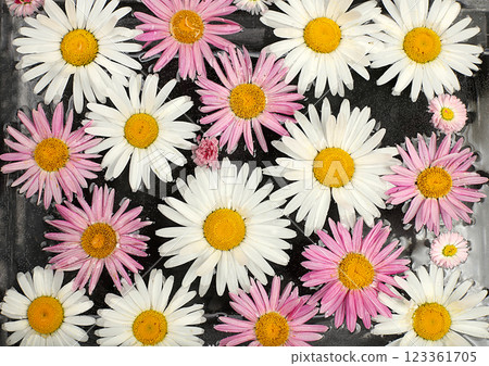 Beautiful chamomile flowers on a dark background in water, flower arrangement and summer banner, greeting card for wedding, birthday, template for design, selective focus 123361705