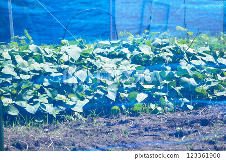 Pest netting to protect crops Pest netting to protect crops 123361900