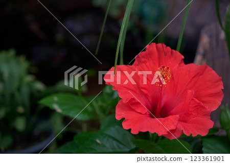 美麗鮮紅的夏芙蓉 123361901