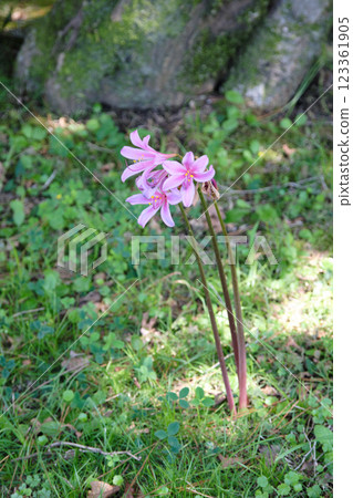 Cute pink summer daffodils Cute pink summer daffodils 123361905