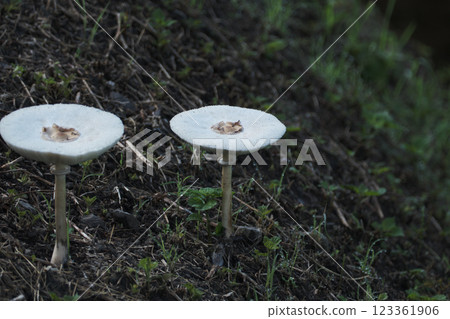 Large white parasol mushroom 123361906