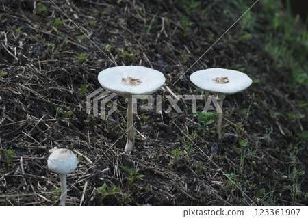 Parasol mushroom white 123361907