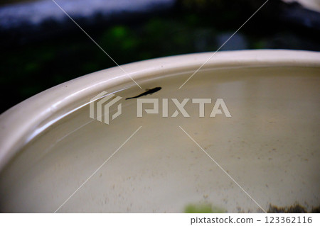 Orochi medaka swimming in a water lily pot 123362116
